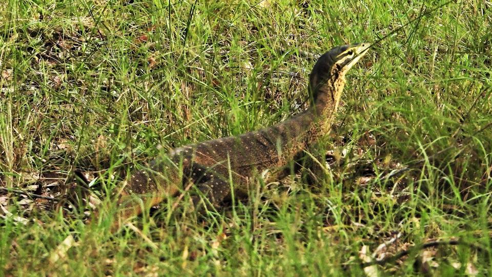 Iron Ridge Park Wildlife 2a