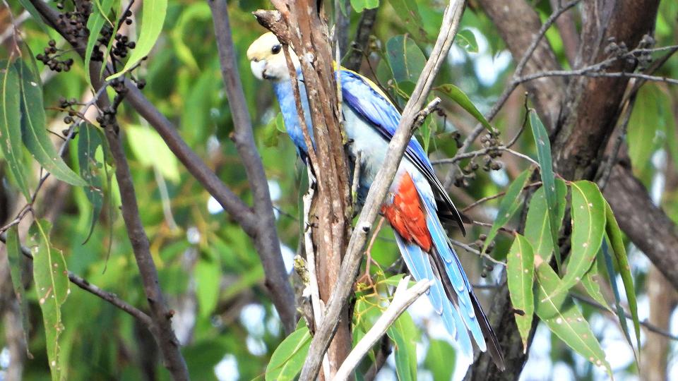 Iron Ridge Park Wildlife 3a